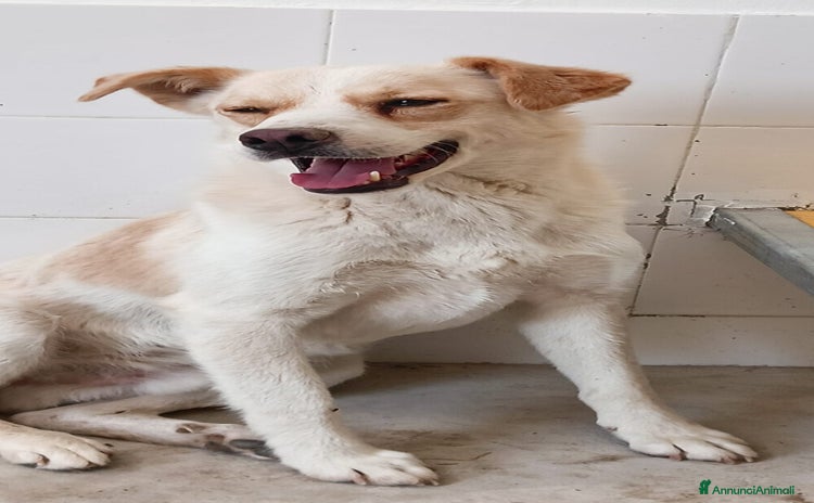 Meticcio cani - Annuncio 14