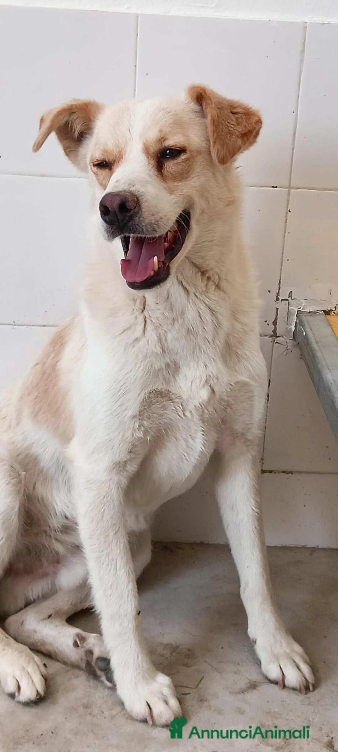 Meticcio cani in regalo: DANTE  - Annuncio 2