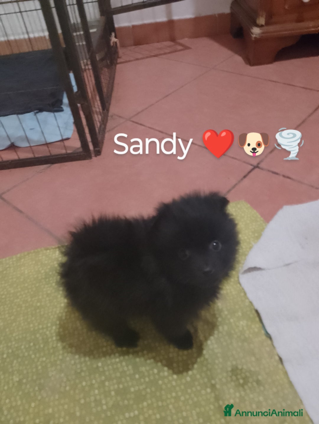 Volpino Italiano cani in vendita: Volpini italiani - Annuncio 3