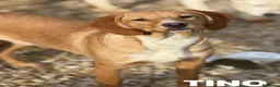 Meticcio cani in regalo: TOM & TINO, buffissimi cuccioli orecchie lunghe! - Annuncio 5