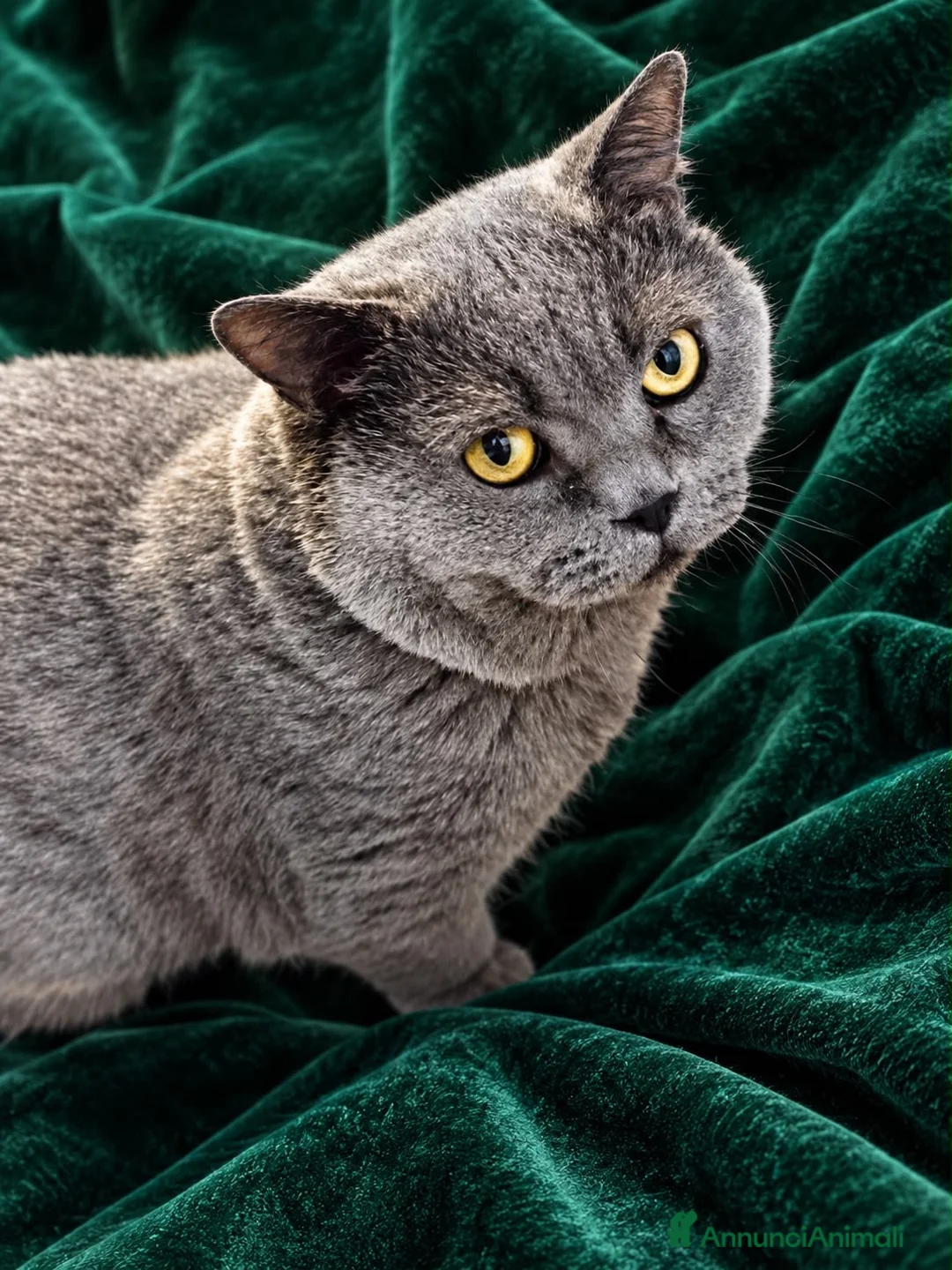 British gatti per accoppiamento: British short hair blu  - Annuncio 2