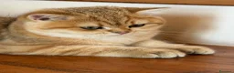 Scottish gatti in vendita: Scottish Straight Cucciola a Provincia di Prato - Annuncio 4