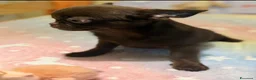 Chihuahua cani in vendita: Chihuahua cucciola - Annuncio 2