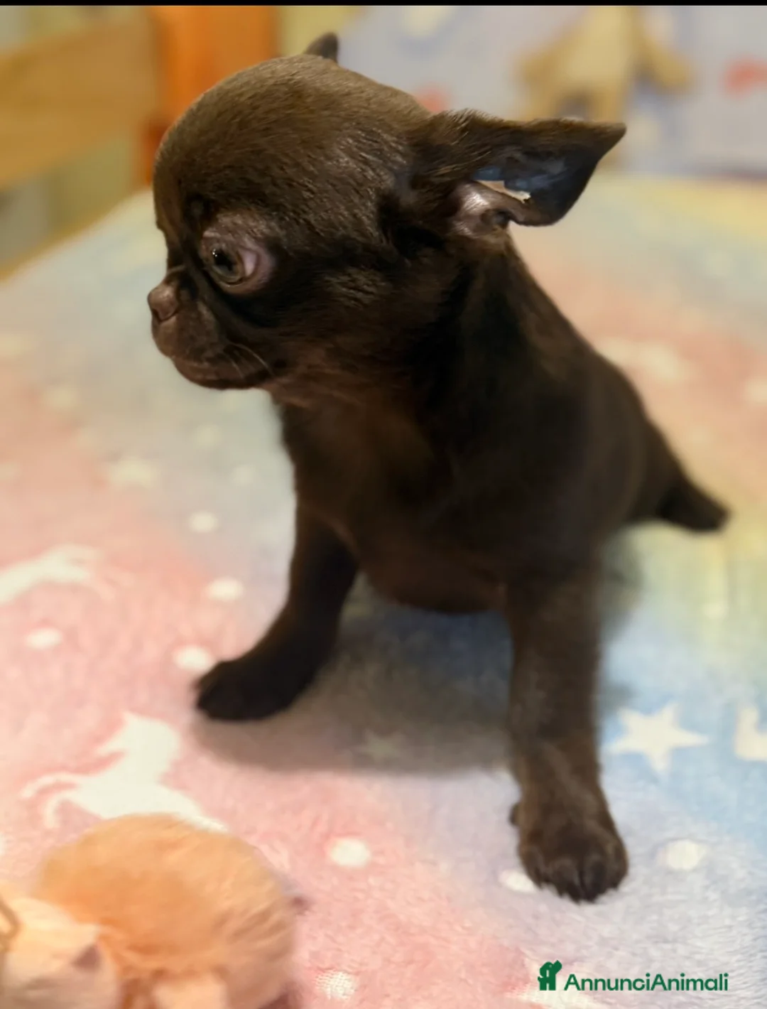 Chihuahua cani in vendita: Chihuahua cucciola - Annuncio 2