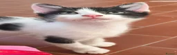 Meticcio gatti in regalo: Zac, il fascinoso  - Annuncio 11