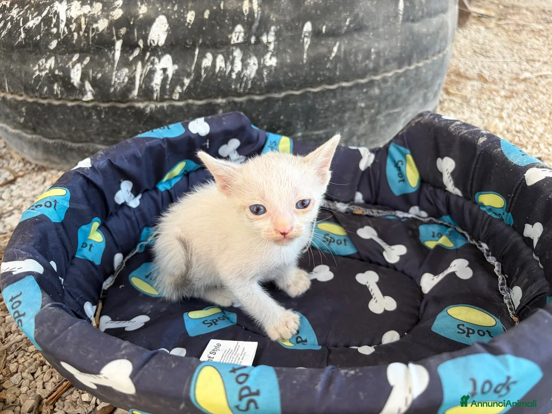 Meticcio gatti in regalo: Gattini cercano casa per la vita - Annuncio 7