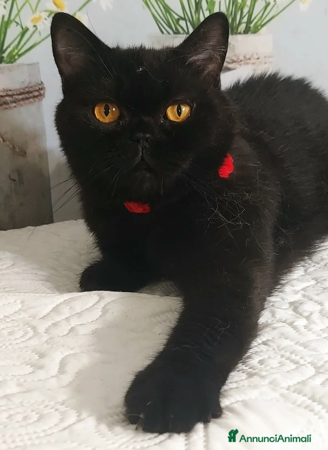 British gatti in vendita: British Shorthair Gloria  - Annuncio 2