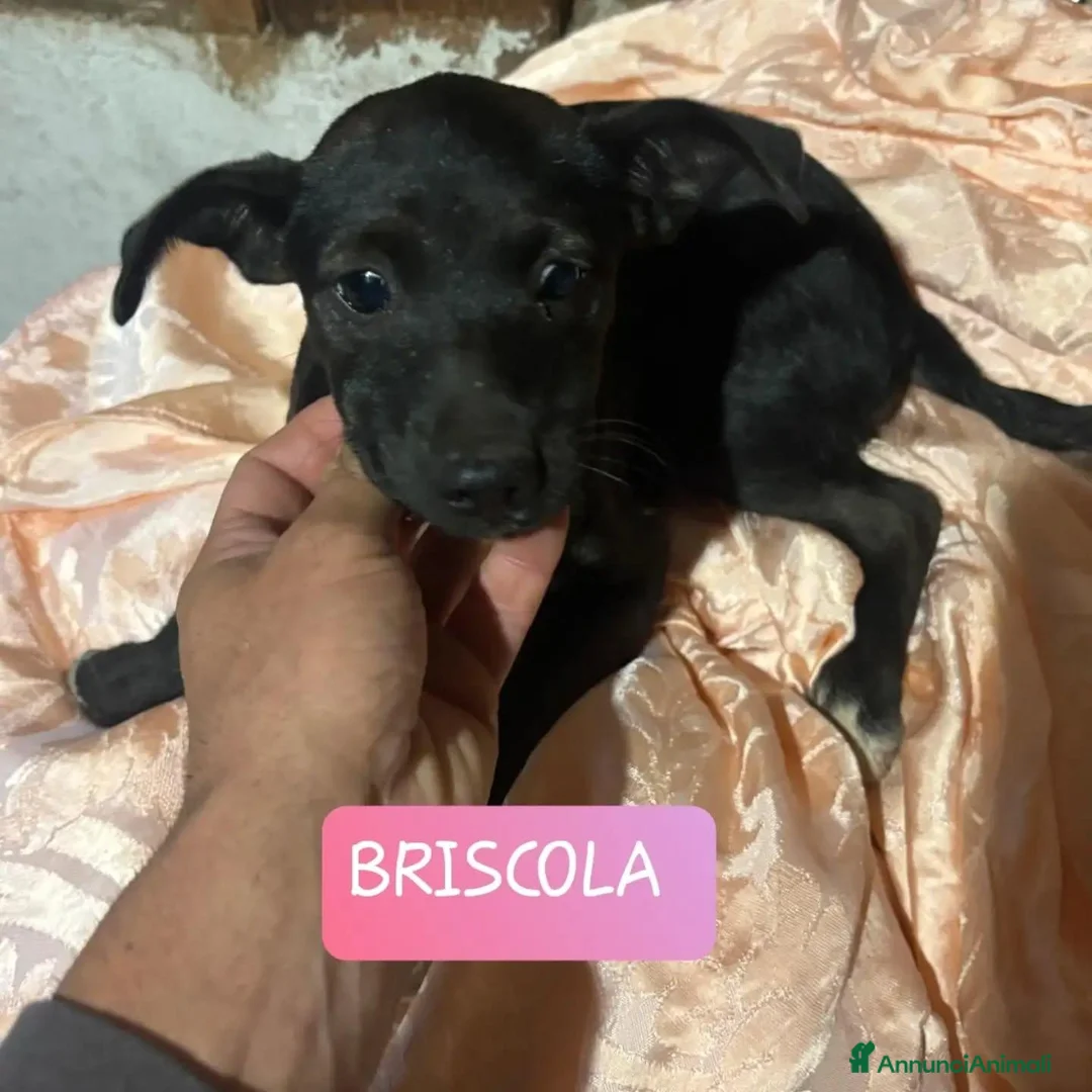 Meticcio cani in regalo: BRICIOLA E BRISCOLA taglia piccola adozione - Annuncio 7