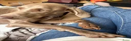 Weimaraner cani in vendita: Cuccioli di Weimaraner per ENCI – Disponibili a Libero consorzio comunale di Trapani - Annuncio 2