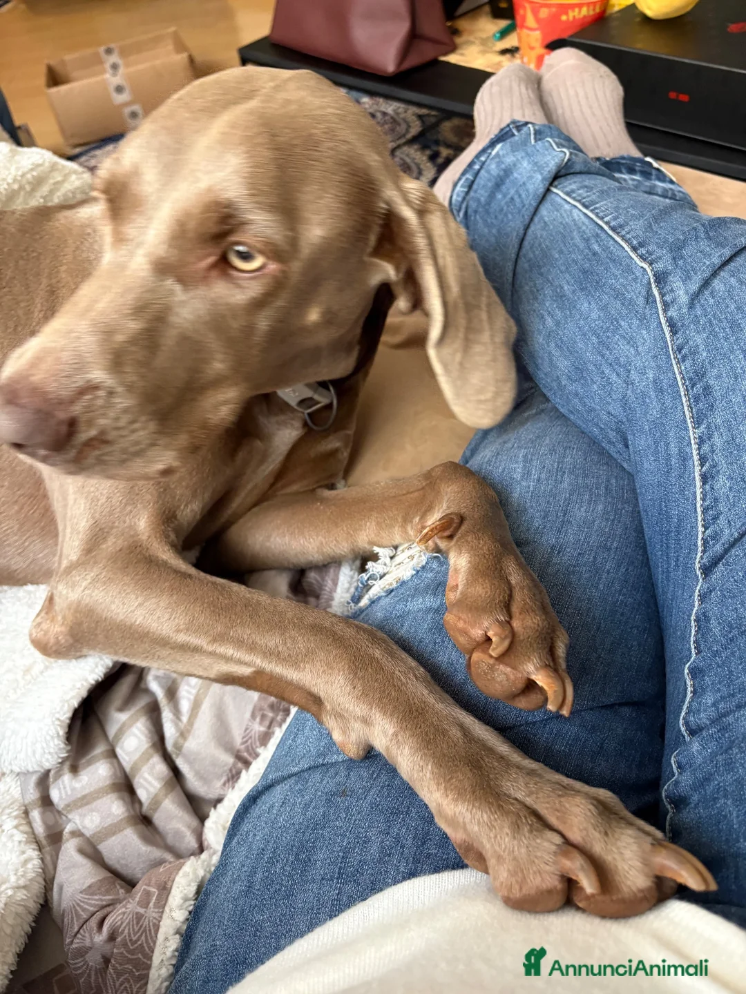 Weimaraner cani in vendita: Cuccioli di Weimaraner per ENCI – Disponibili a Libero consorzio comunale di Trapani - Annuncio 2