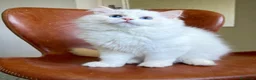 Ragdoll gatti in vendita: Splendidi cuccioli di ragdoll - Annuncio 2