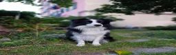 Border Collie cani per accoppiamento: Border Collie disponibile x accoppiamento - Annuncio 5
