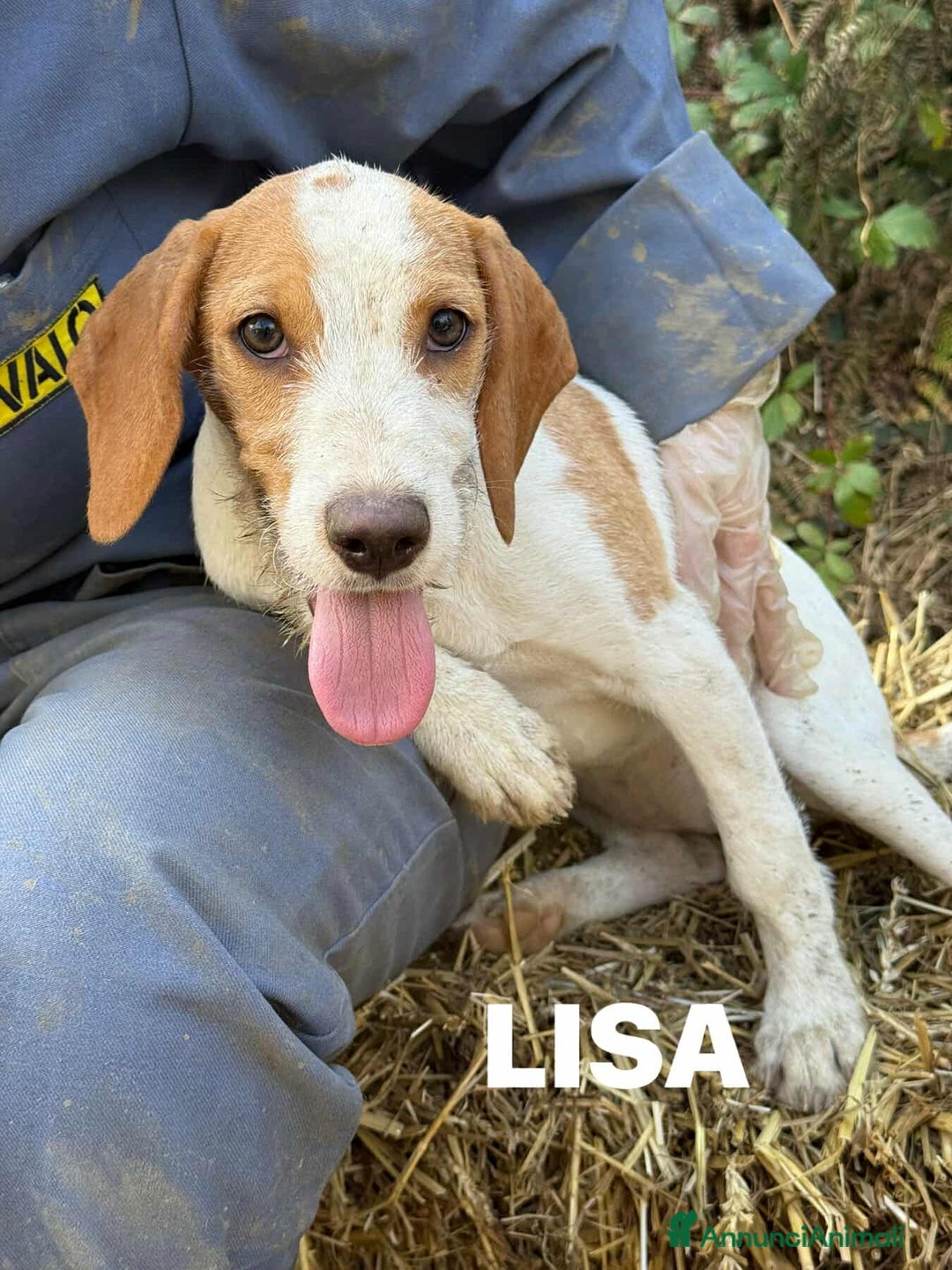 Meticcio cani in regalo: 3 CUCCIOLI cuccioli baffuti cercano casa! - Annuncio 5