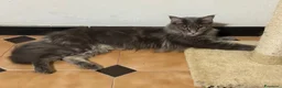 Maine Coon gatti in vendita: Maine Coon a Città metropolitana di Roma Capitale - Annuncio 6