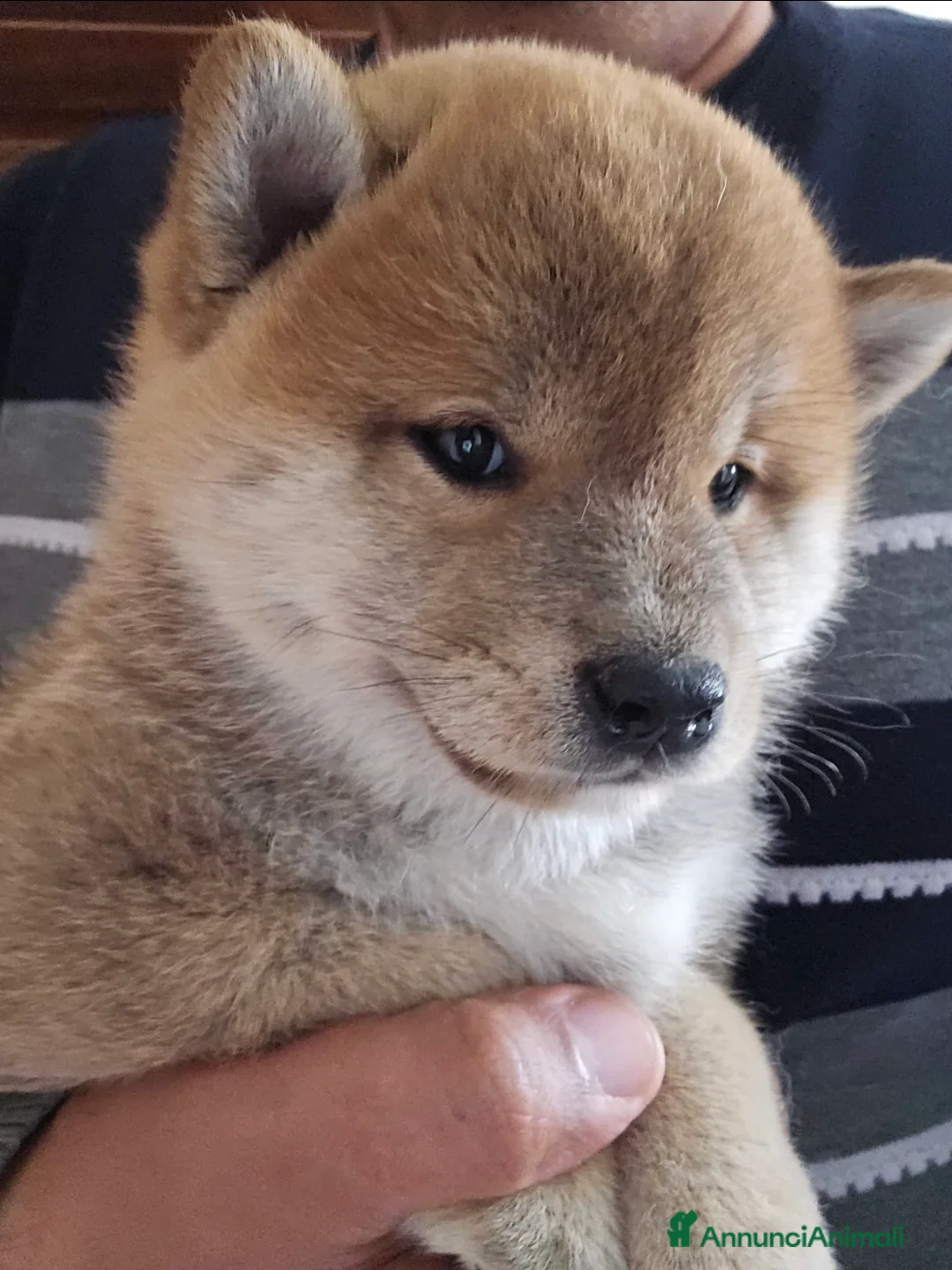 Shiba Inu cani in vendita: Shiba maschietto a Città Metropolitana di Firenze - Annuncio 2