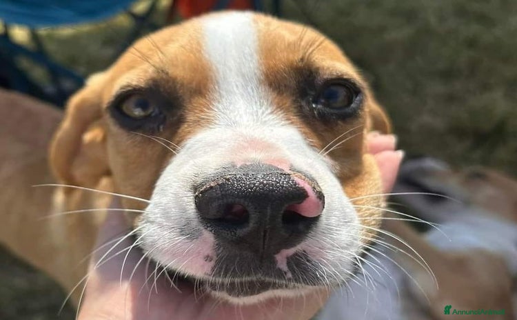 Meticcio cani a Provincia di Latina - Annuncio 1