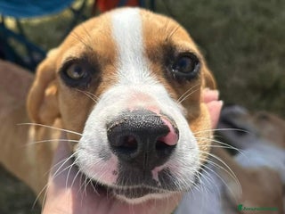 Meticcio cani kARL cucciolotto tg media in adozione a Provincia di Latina - Annuncio 33