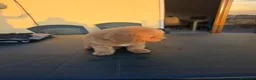 Barboncino cani in vendita: Cucciolo barbone nano - Annuncio 5