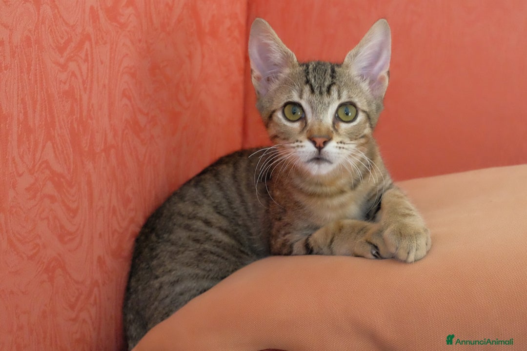 Altre razze gatti in regalo: GATTINI - Annuncio 9