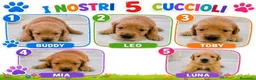 Golden Retriever cani in vendita: Cuccioli di Golden Retriever - Annuncio 3