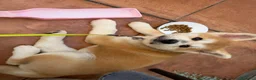 Akita Inu cani in vendita: Cucciole Akita inu a Provincia di Treviso - Annuncio 4