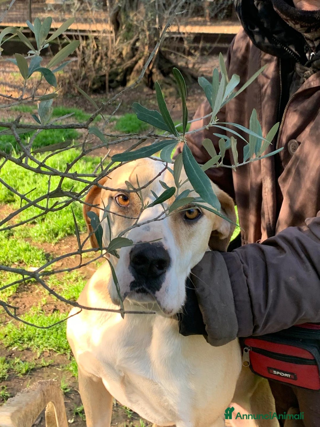 Meticcio cani in regalo: Rosy bella equilibrata dolce socievole  - Annuncio 8
