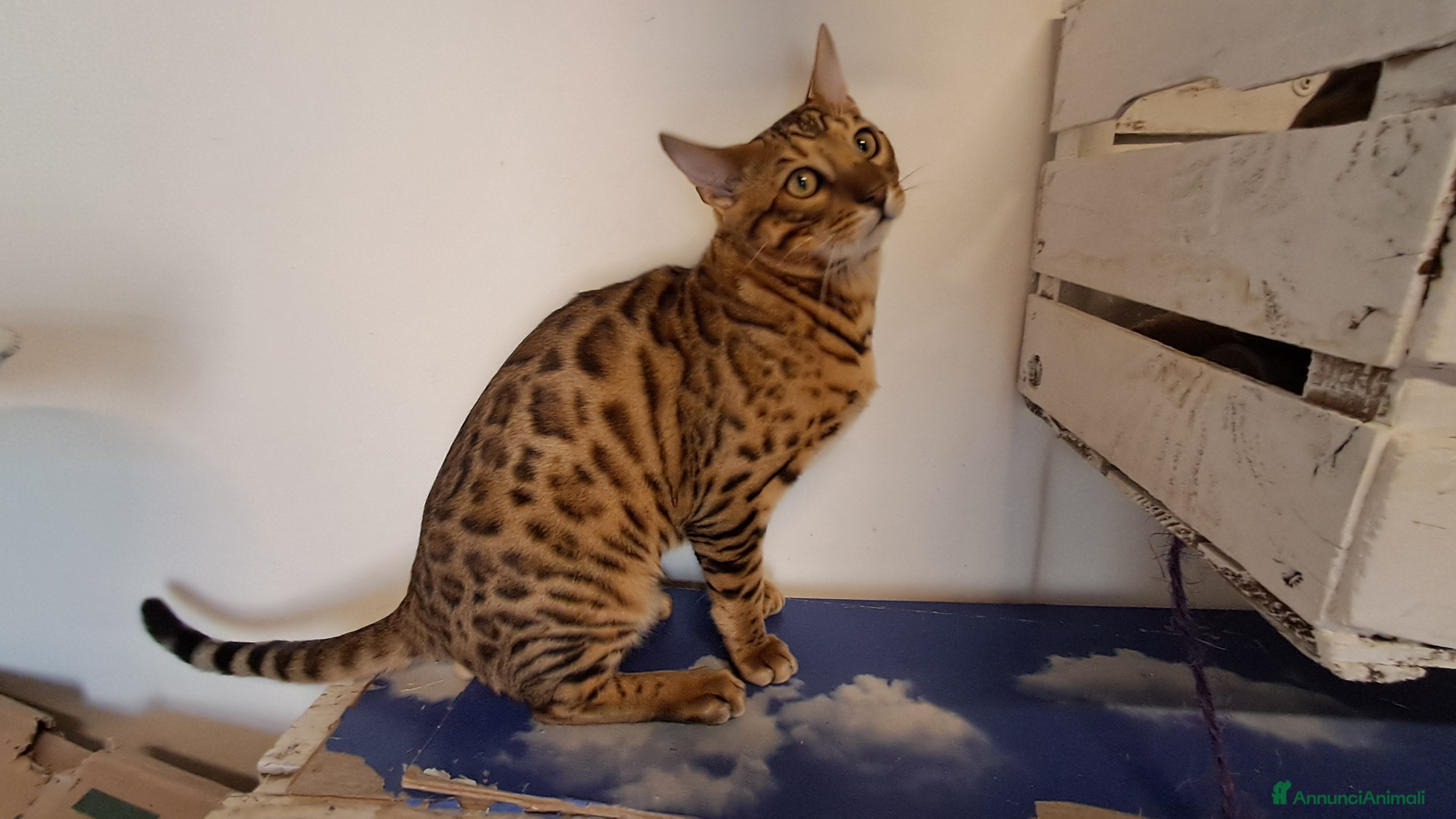 Bengala gatti Cuccioli gatti Bengala  - Annuncio 1