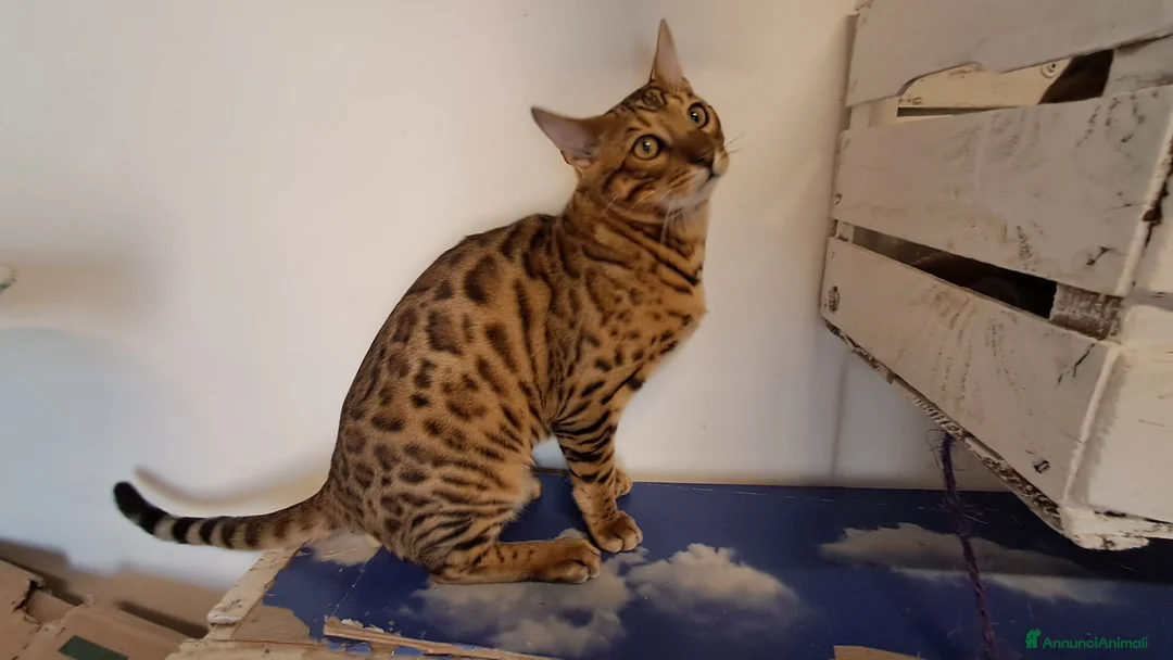 Bengala gatti in vendita: Cuccioli gatti Bengala  a Città Metropolitana di Firenze - Annuncio 1