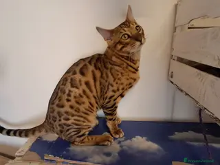 Bengala gatti Cuccioli gatti Bengala - Annuncio 1