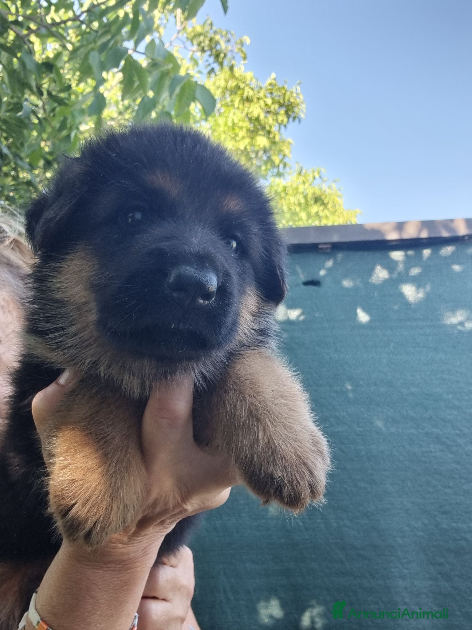 Pastore Tedesco cani cuccioli pastore tedesco - Annuncio 2