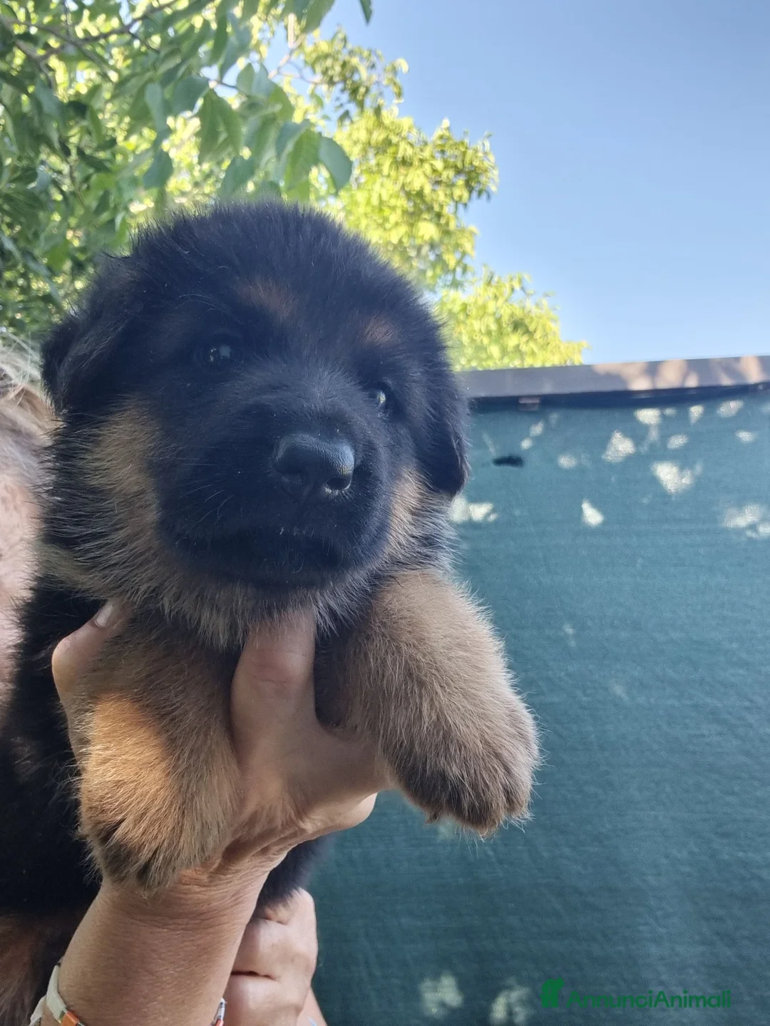 Pastore Tedesco cani in vendita: cuccioli pastore tedesco - Annuncio 1