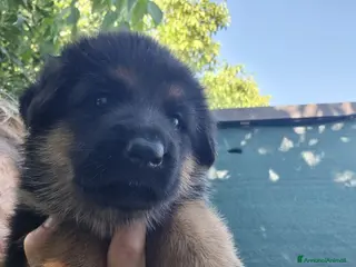 Pastore Tedesco cani cuccioli pastore tedesco - Annuncio 2
