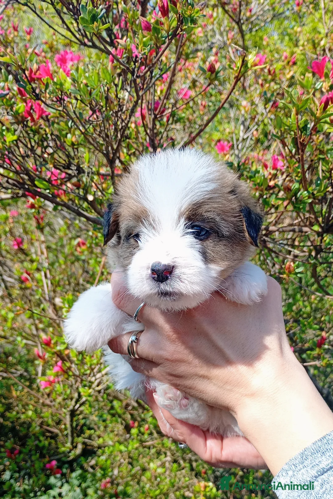 Jack Russell cani in vendita: Jack Russell a pelo ruvido - Annuncio 1