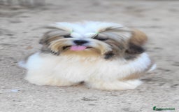 Shih Tzu cani in vendita: Shih-tzu cuccioli  - Immagine 1