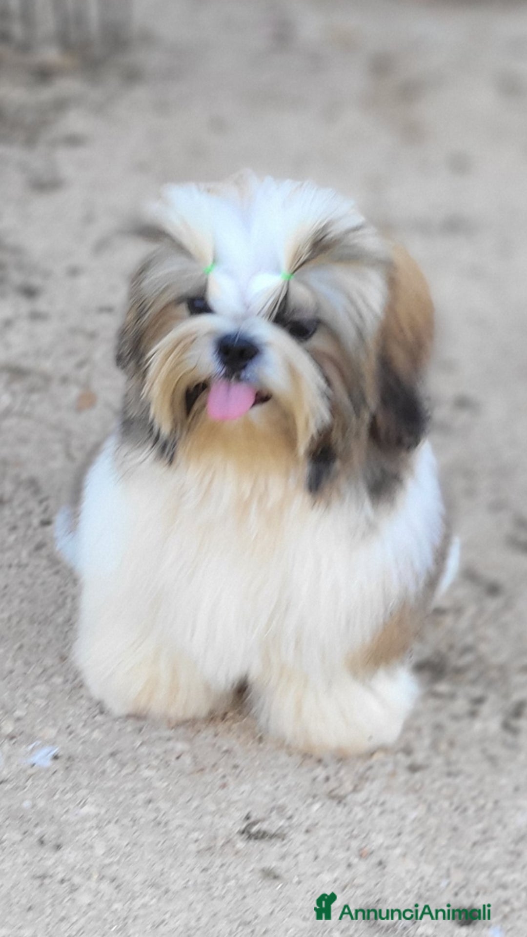 Shih Tzu cani in vendita: Shih-tzu cuccioli  - Immagine 1