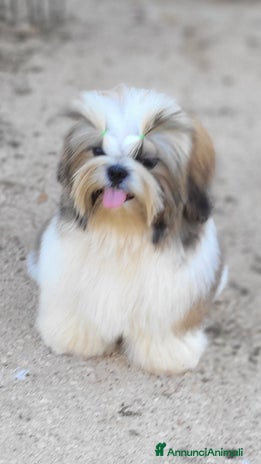 Shih Tzu cani - Annuncio 4