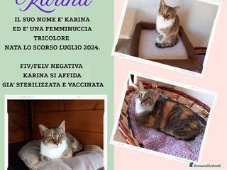 Europeo gatti Karina, splendida micia in adozione! - Annuncio 5