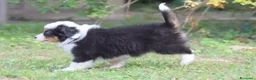 Miniature American Shepherd cani in vendita: MINIATURE AMERICAN SHEPHERD - Annuncio 12