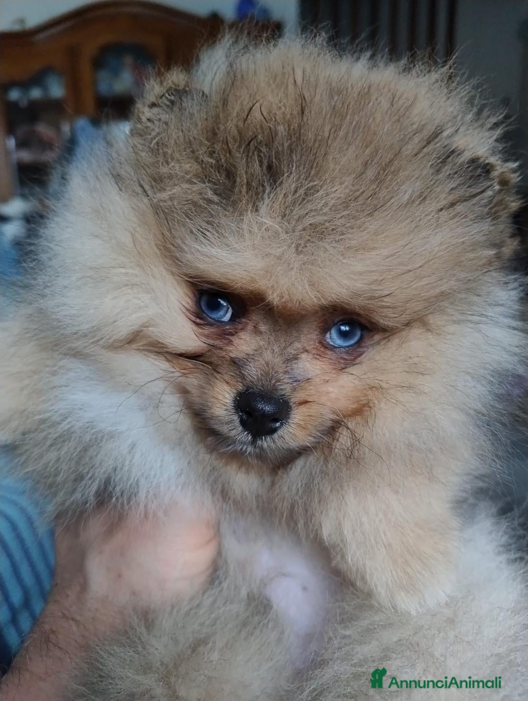 Spitz cani SPITZ TEDESCO - Annuncio 2