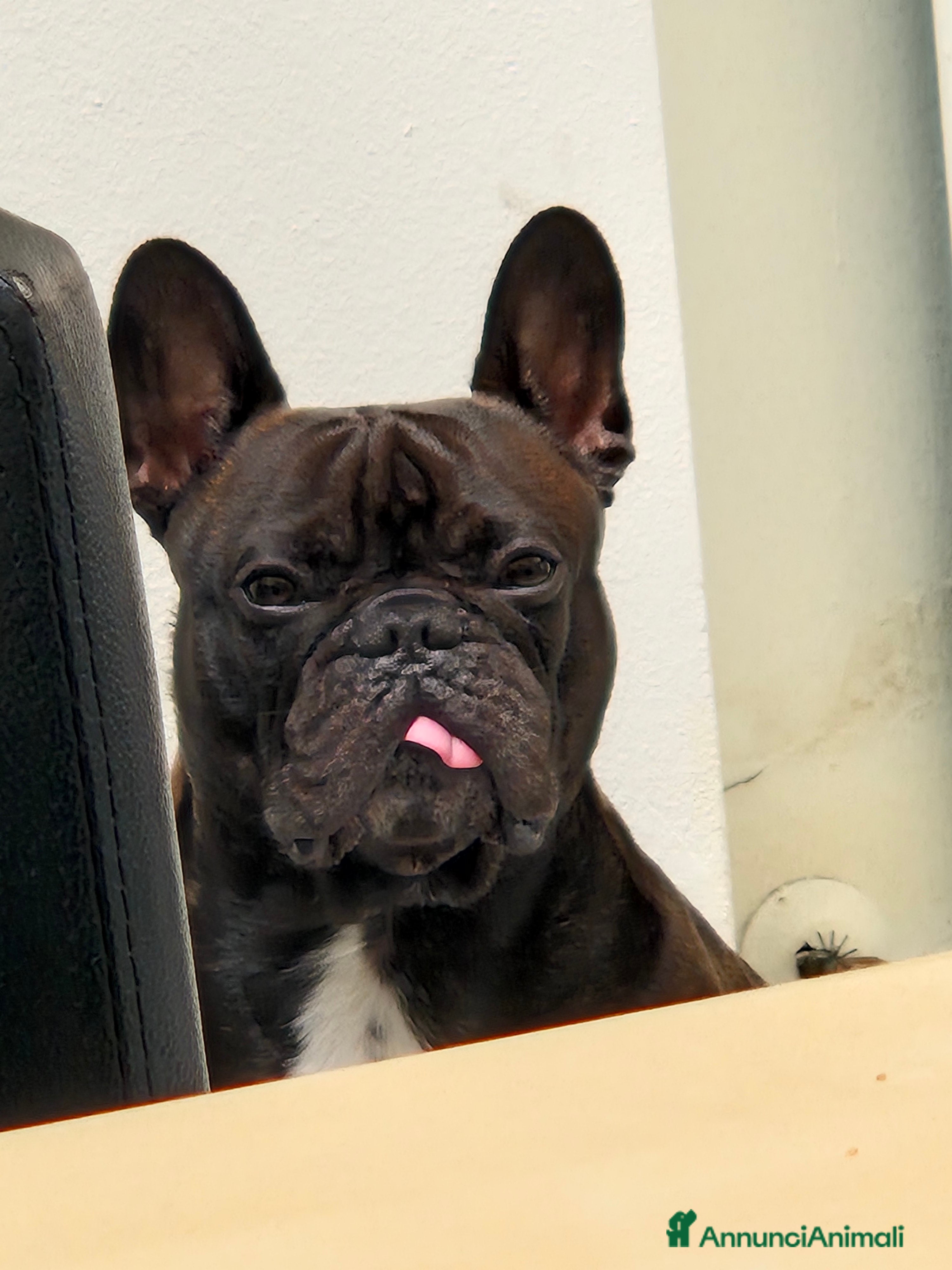 Bulldog Francese cani Bulldog francese maschio per accoppiamento - Annuncio 2