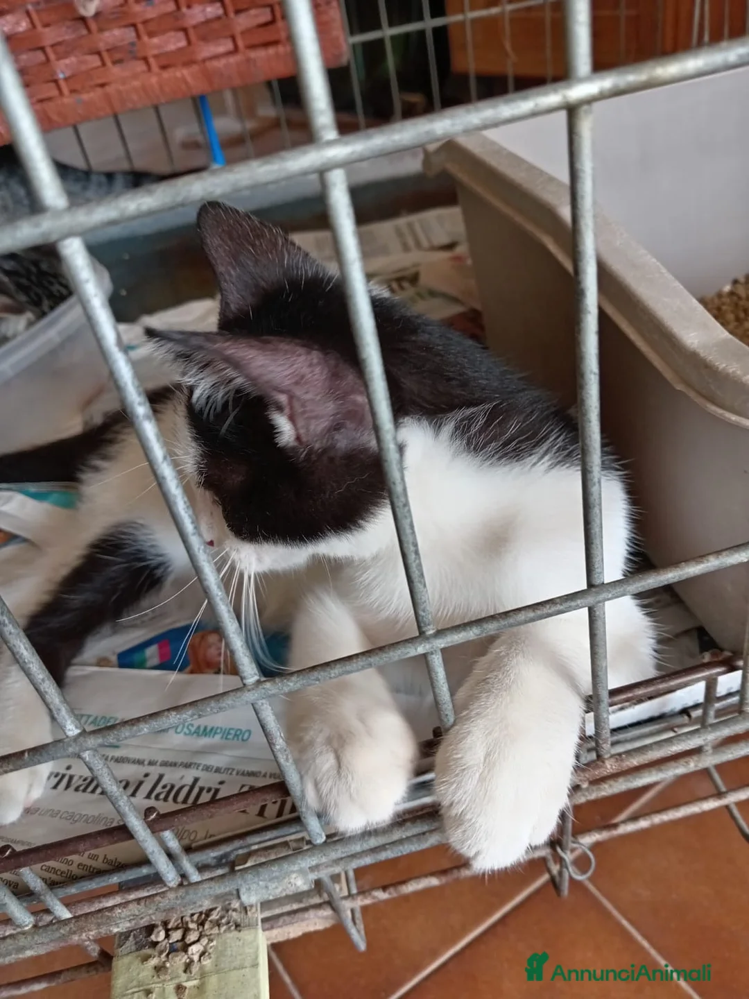 Europeo gatti in regalo: gatti cuccioli 2 mesi cercano casa❤️ - Annuncio 1