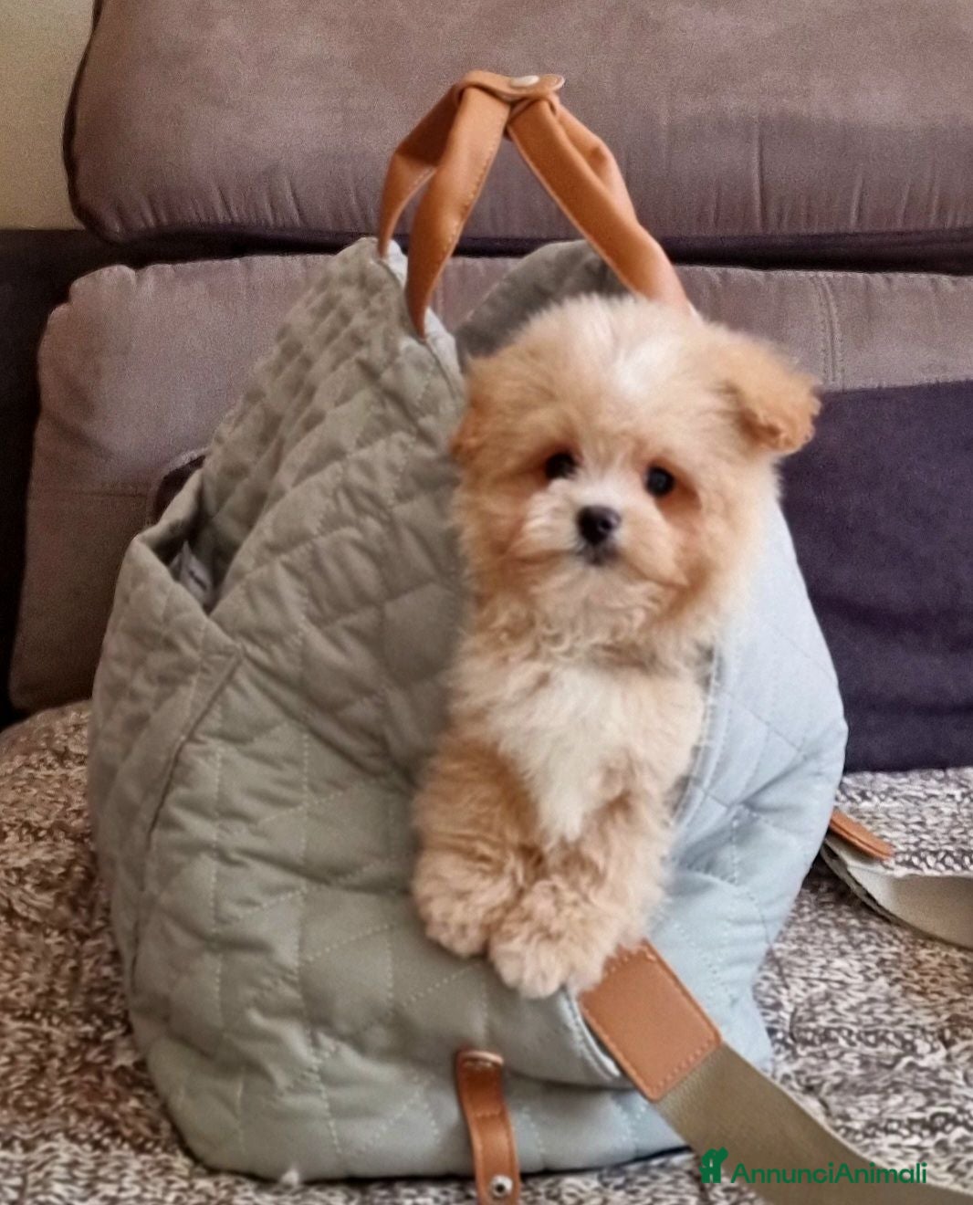 Maltipoo cani MALTIPOO MINI TOY MASCHIO - Annuncio 6