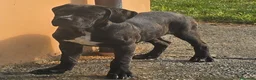 Cane Corso cani in vendita: Cucciole Cane Corso  - Annuncio 4