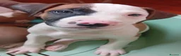 Altre razze cani in vendita: American Pitbull terrier Standart UKC  a Provincia di Bergamo - Annuncio 2