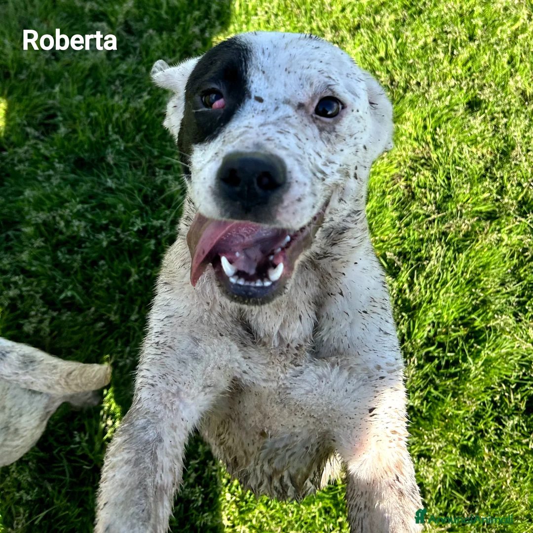 Meticcio cani in regalo: Rosa-Regina-Roberta - Annuncio 17