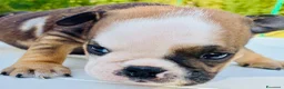 Bulldog cani in vendita: Cuccioli Bulldog Inglese - Annuncio 38