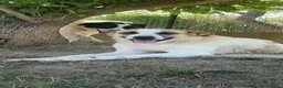 Meticcio cani in regalo: LASSIE  giovane e simpatica - Annuncio 1