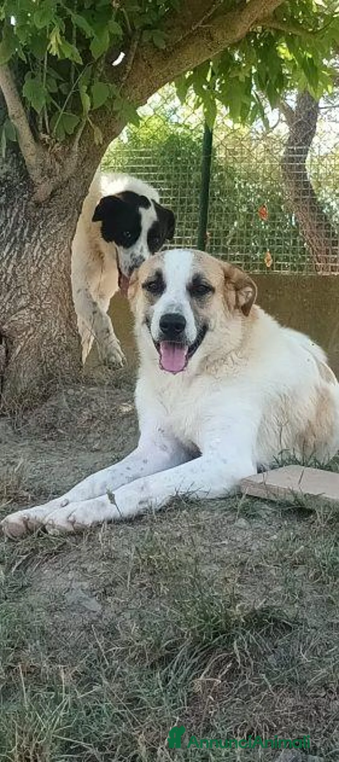 Meticcio cani in regalo: LASSIE  giovane e simpatica - Annuncio 1