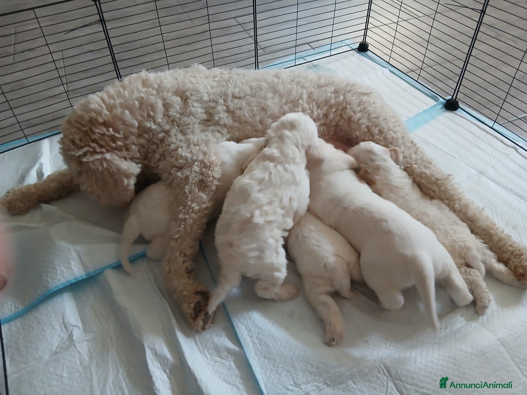 Meticcio cani in vendita: Cuccioli disponibili  - Annuncio 6