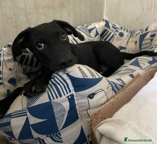 Meticcio cani a Provincia di Lucca - Annuncio 8